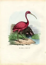 Scarlet Ibis